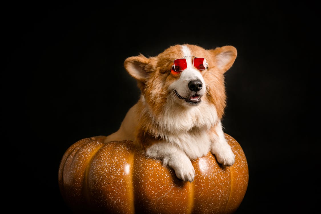 Photo of a Corgi Dog Wearing Sunglasses 