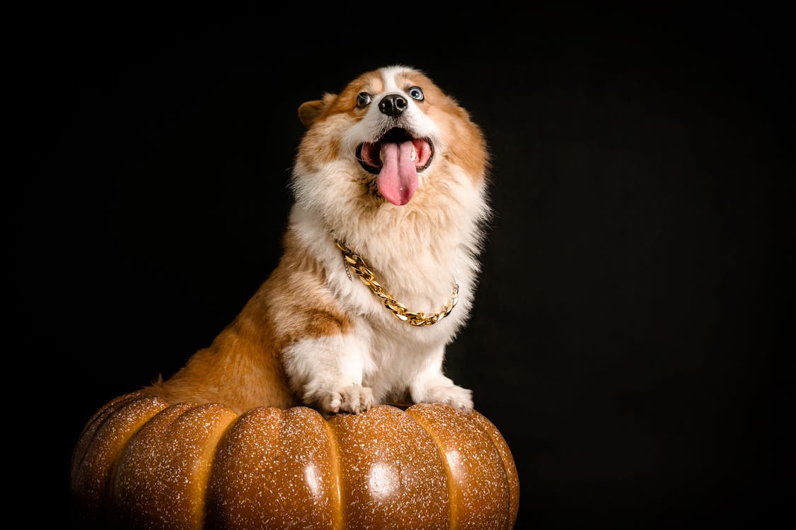 Cute Corgi Posing on Pumpkin
