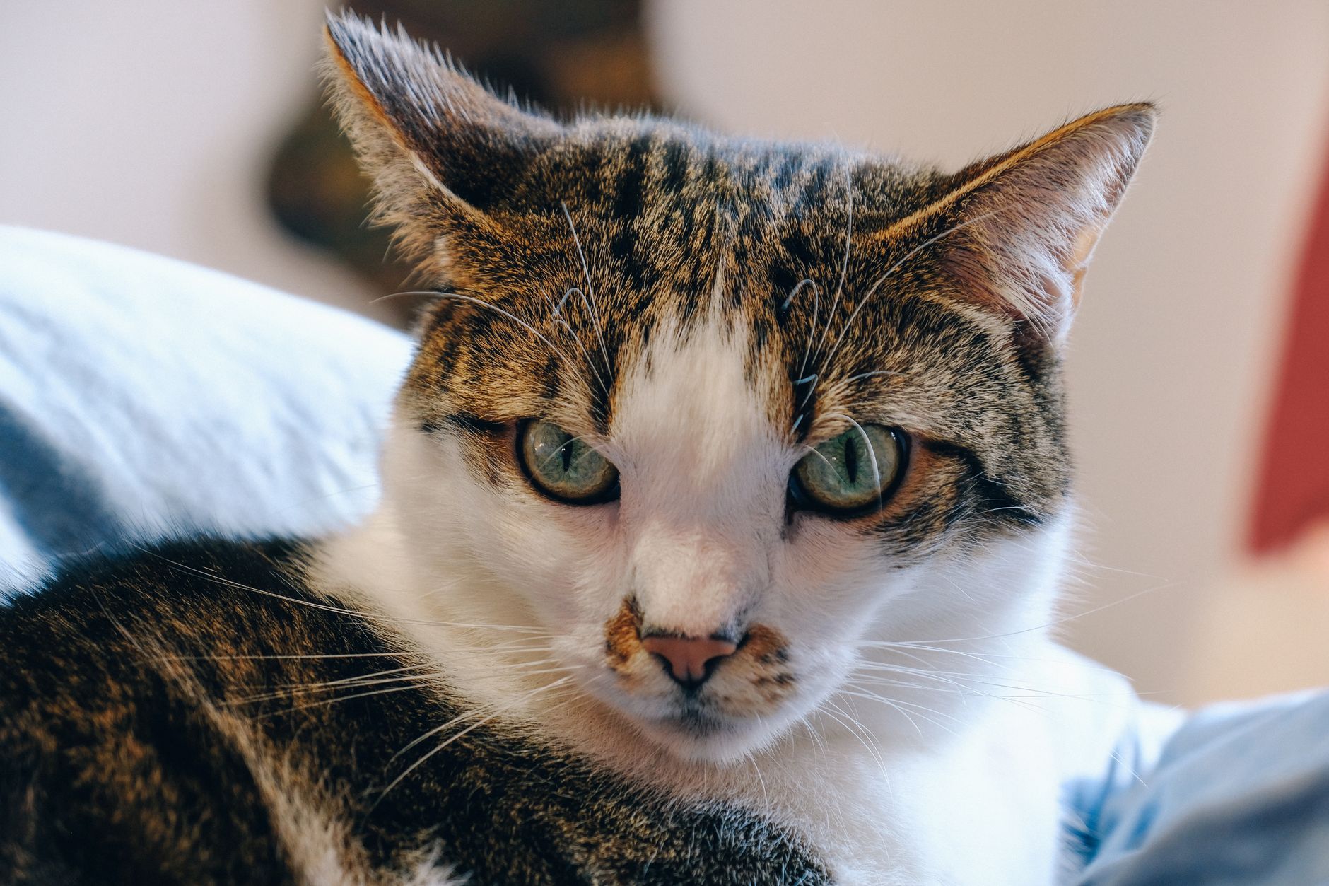 Veterinary care for a cat