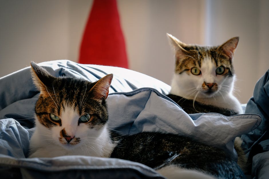 Focus Photography Of Two Cats 