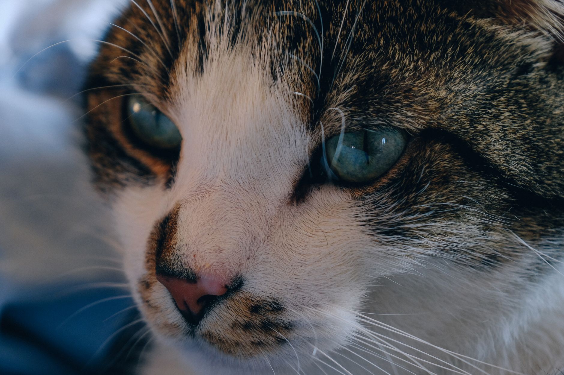 Veterinarian examining a cat during a checkup