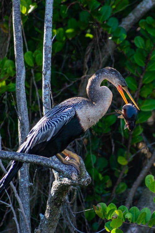 Anhinga Perched on a Tree with a Fish in Her Mouth