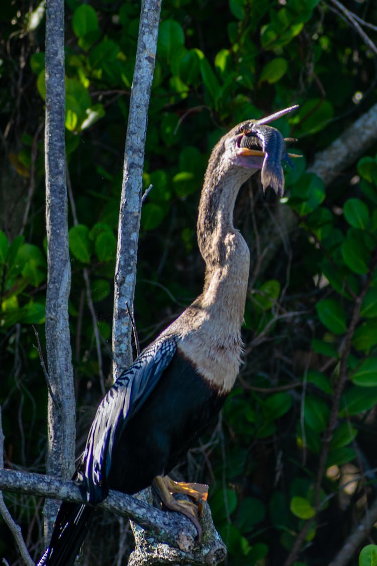 Bird Eating Fish