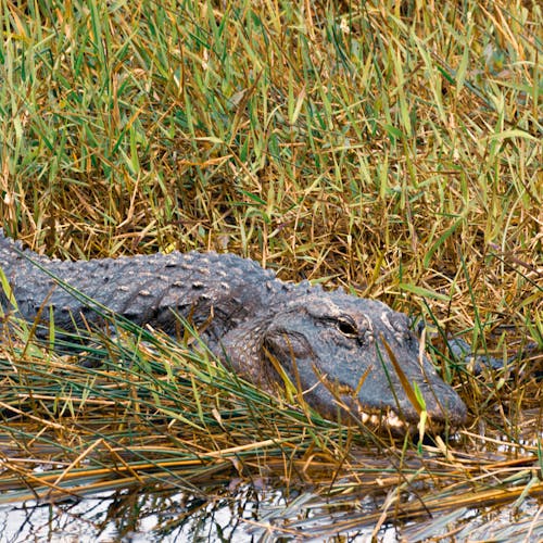 Crocodile in Rushes