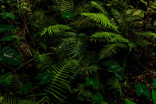 Lush Green Plant Leaves in a Rainforest