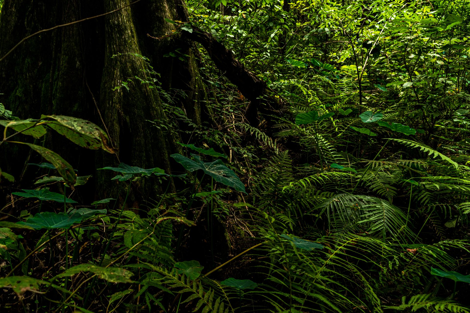 Dense forest foliage in Ocala, Florida showcasing diverse green plant life.