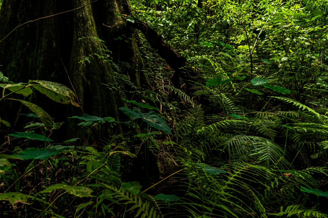 Bushes In Forest Bushes and Leaves by Tree in Forest · Free Stock Photo