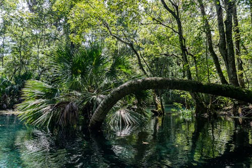 棕櫚樹, 森林, 植物群 的 免费素材图片