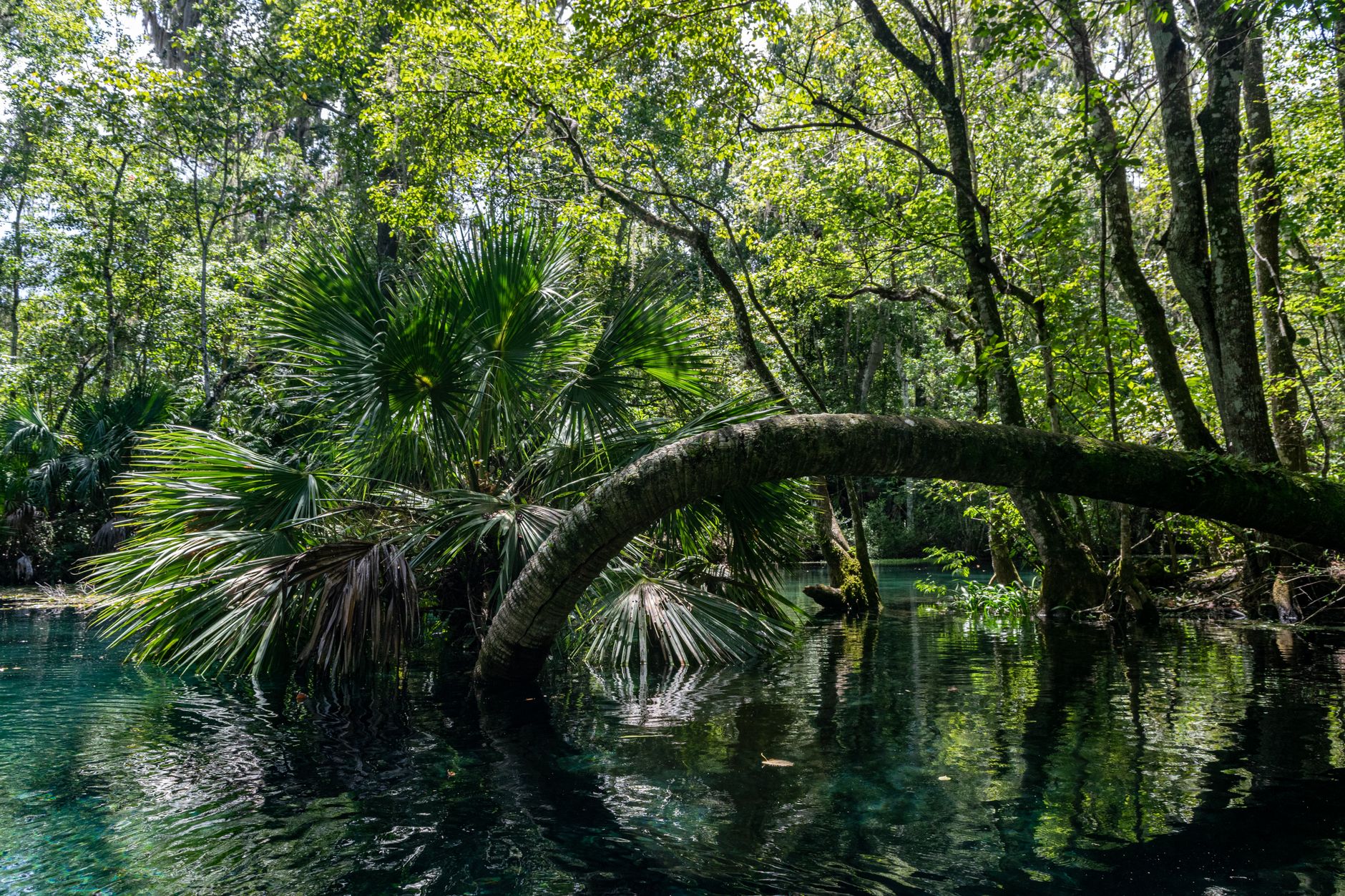 Lush tropical landscape with palm trees and a serene body of water in Ocala, Florida.