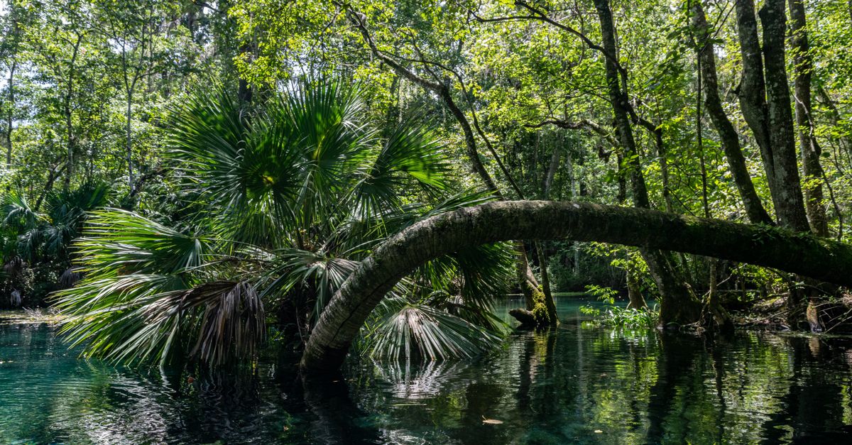 Lush tropical landscape with palm trees and a serene body of water in Ocala, Florida.