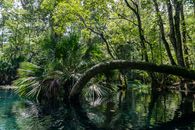 Lush tropical landscape with palm trees and a serene body of water in Ocala, Florida.