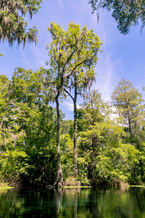 Trees on the Bank of the Silver River in Florida State Park
