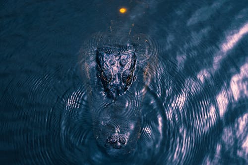 Alligator Submerged in Water