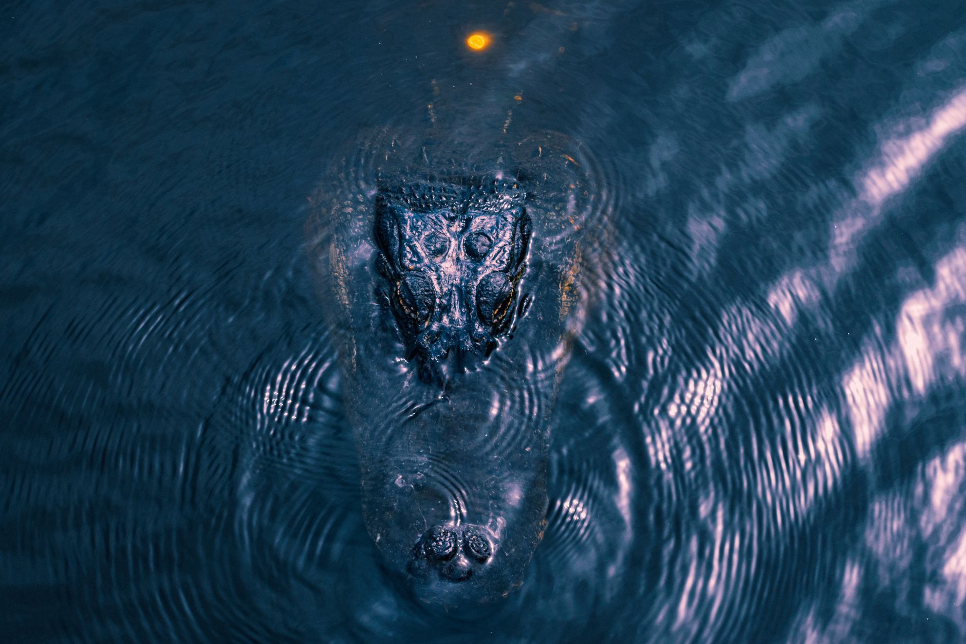Close-up of a submerged alligator creating ripples in the water in Gainesville, FL.