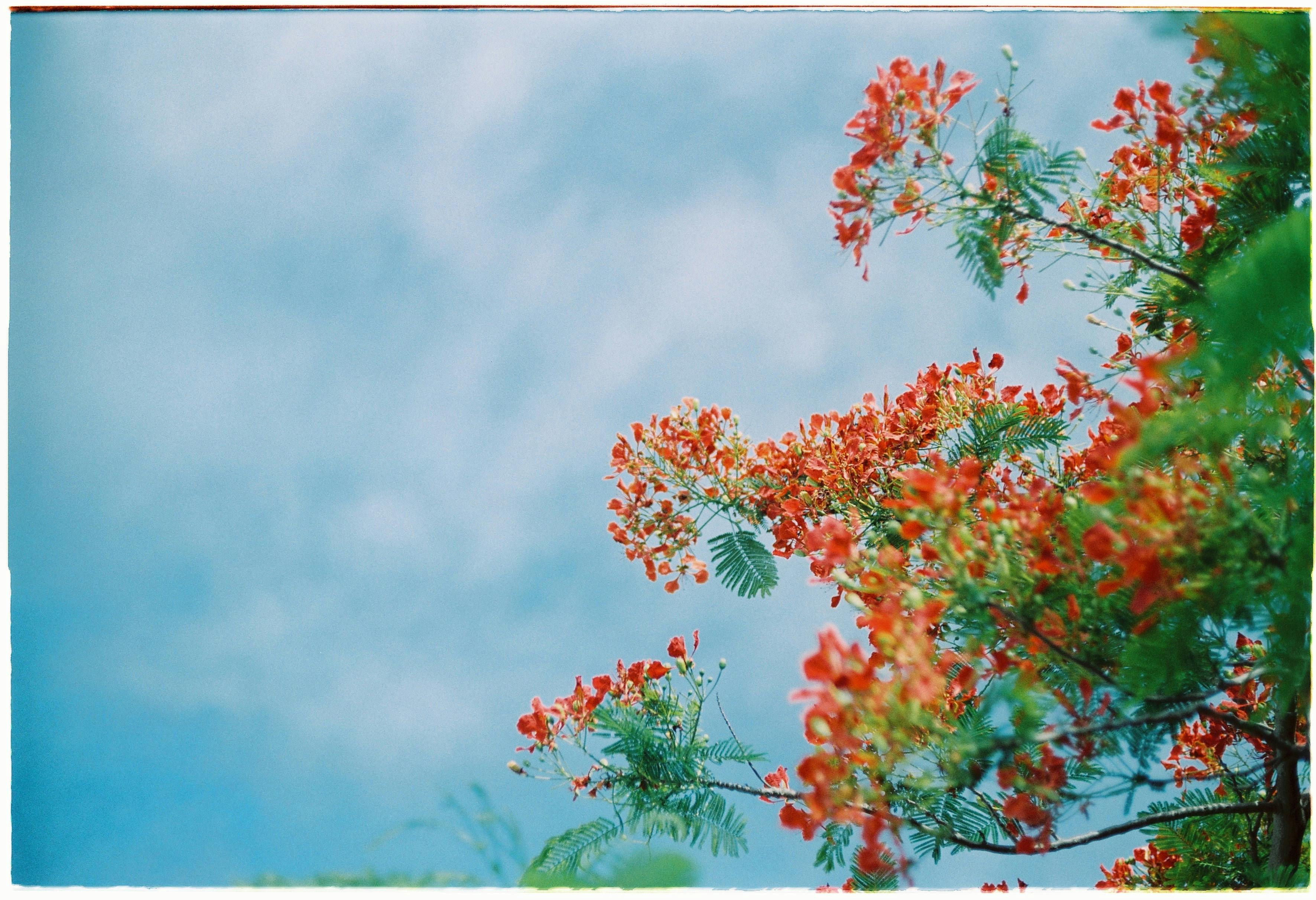 Bright red blossoms on tree branches reaching up to a clear blue sky in spring.