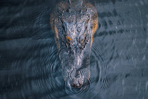 A Crocodile in a Water