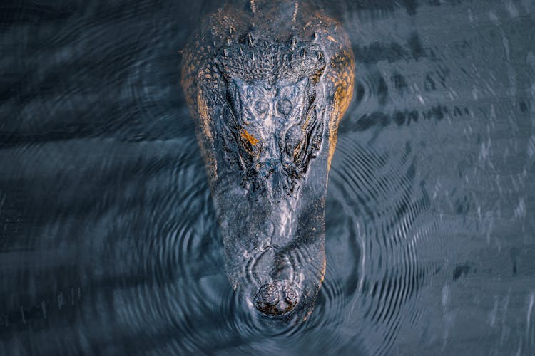 A Crocodile In A Water