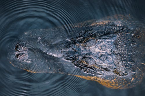Head of Crocodile in Water