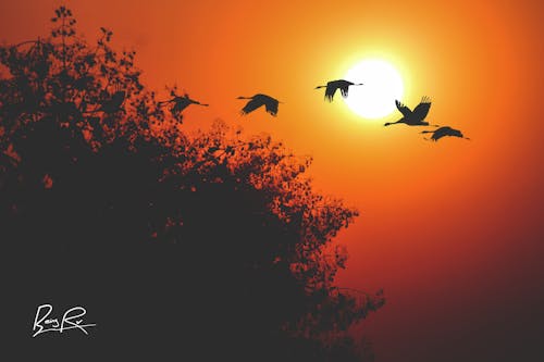 Fotobanka s bezplatnými fotkami na tému ihličnatých stromov, krajina, orange_background