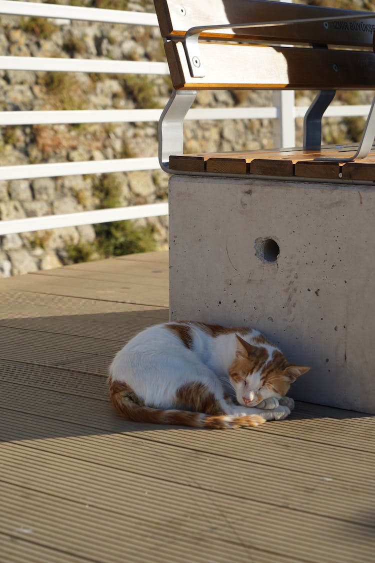 Cat Sleeping On Pavement