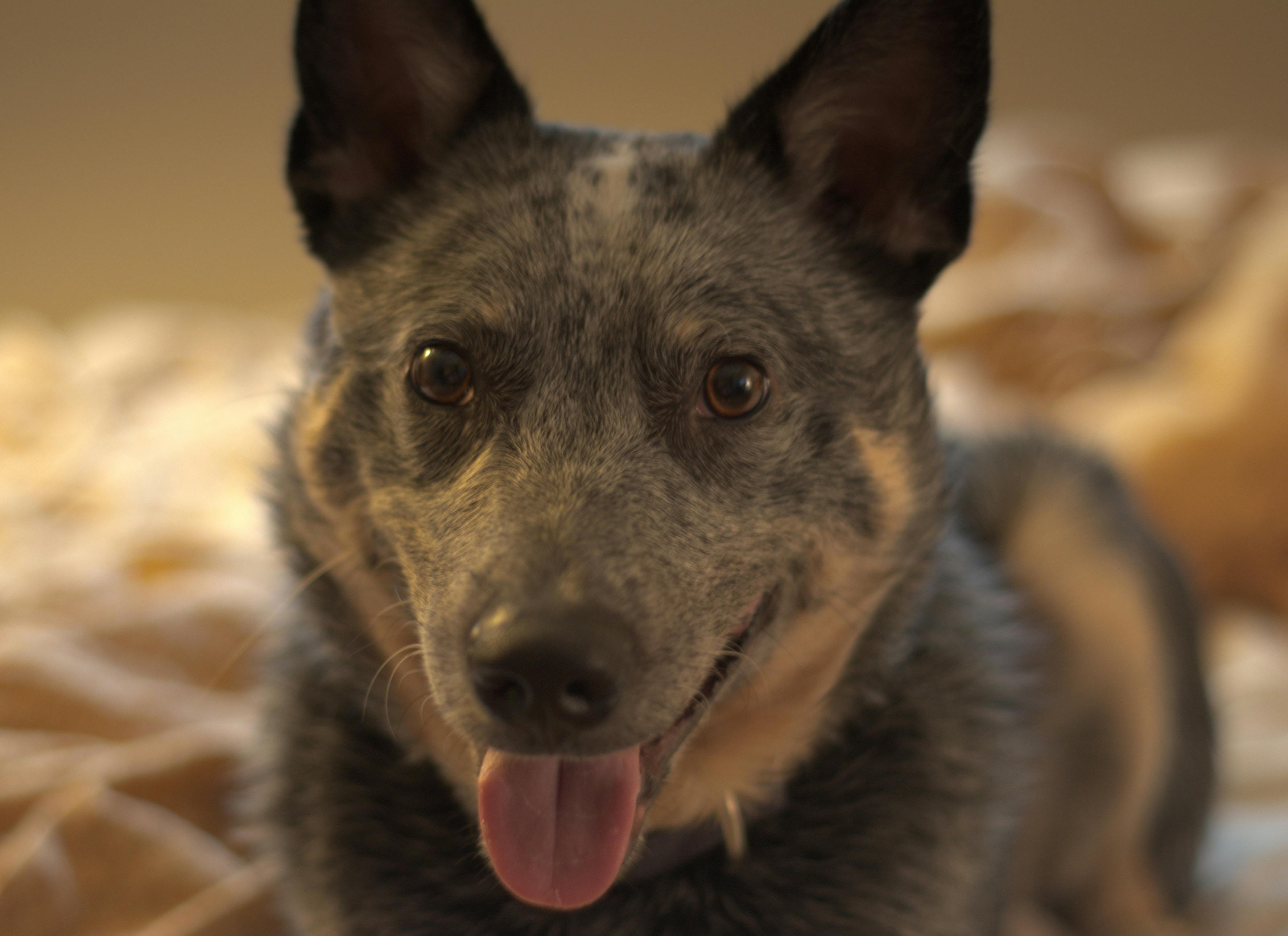 Free stock photo of australian cattle dog, blue heeler, dog