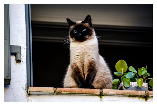 Kostenloses Stock Foto zu katze