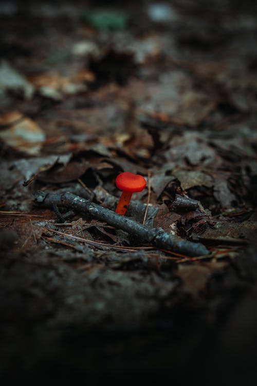 Close-up of a Tiny Mushroom 