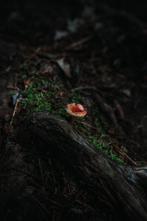 Close-up of a Small Mushroom Growing in the Forest 