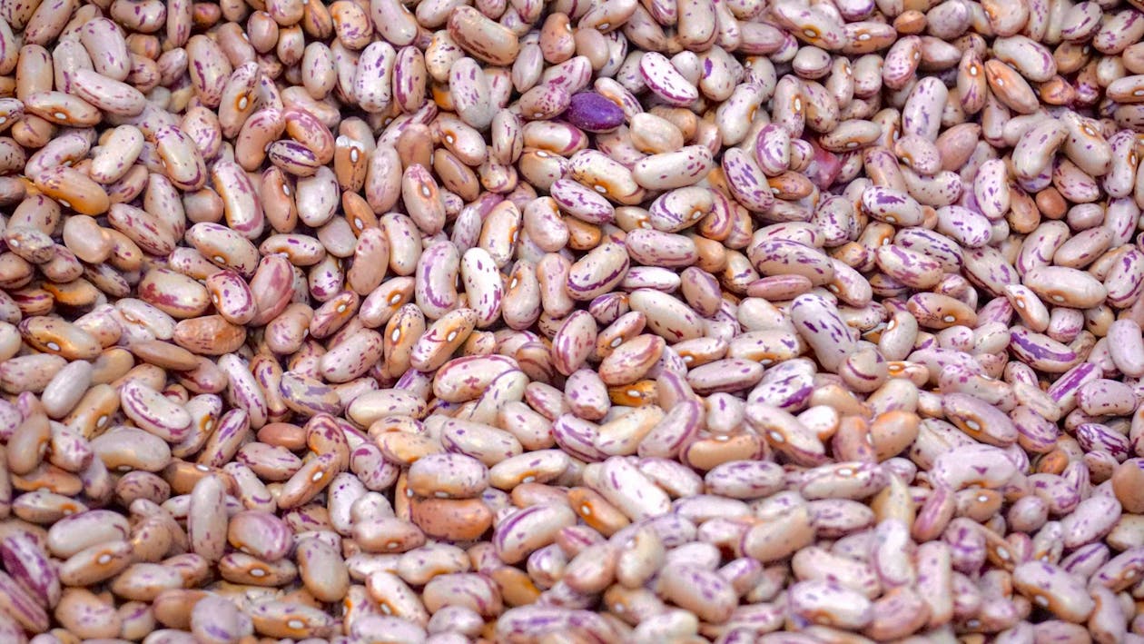 Beige and Purple dried Beans