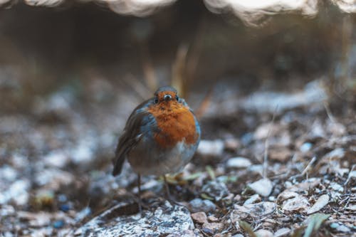 Brown And Grey Bird