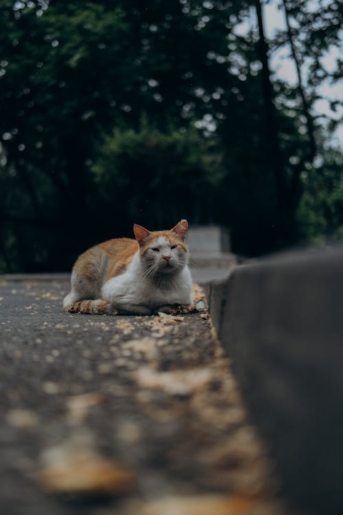 Cat on Pavement