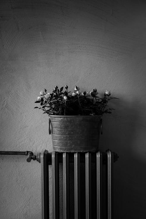Foto d'estoc gratuïta de arranjament floral, blanc i negre, decoració