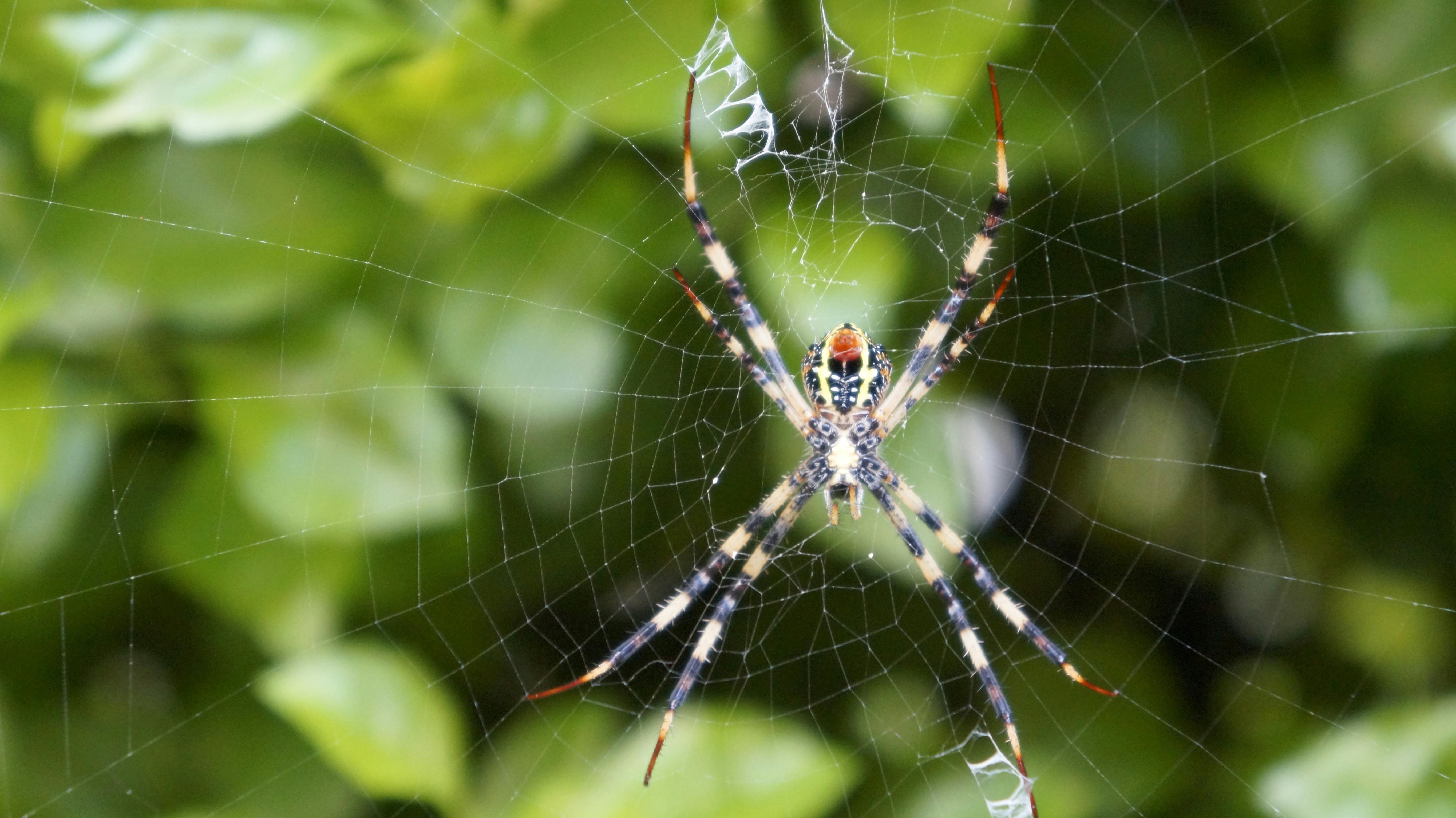 Free stock photo of creature, spider, spider web