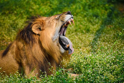 A powerful lion yawns majestically in the vibrant greenery of Mysuru, India.