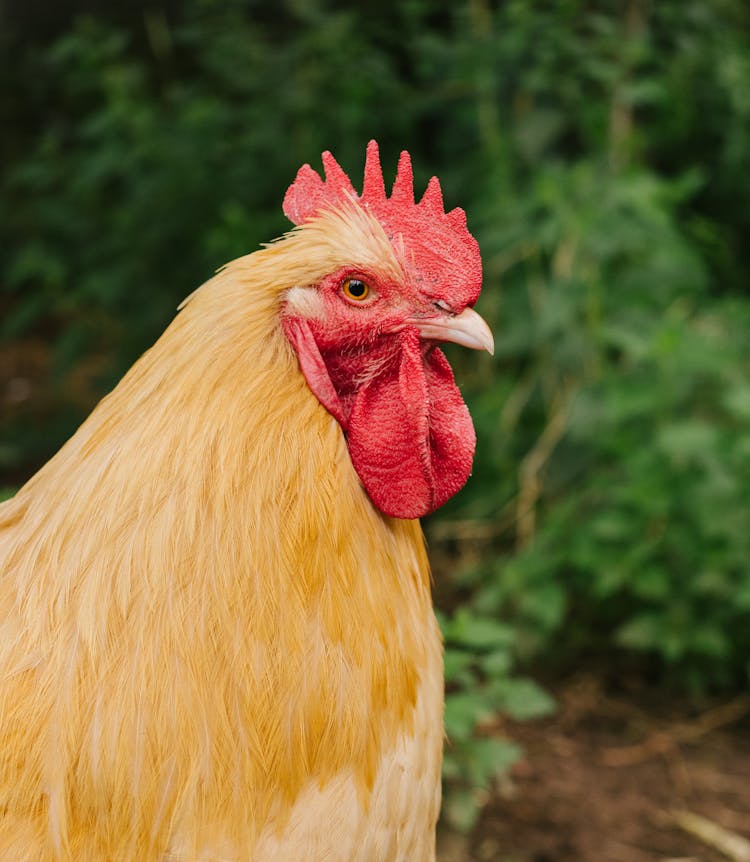 Close Up Of A Chicken