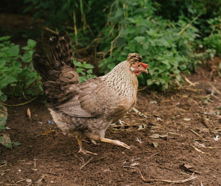 Cockerel On A Farm