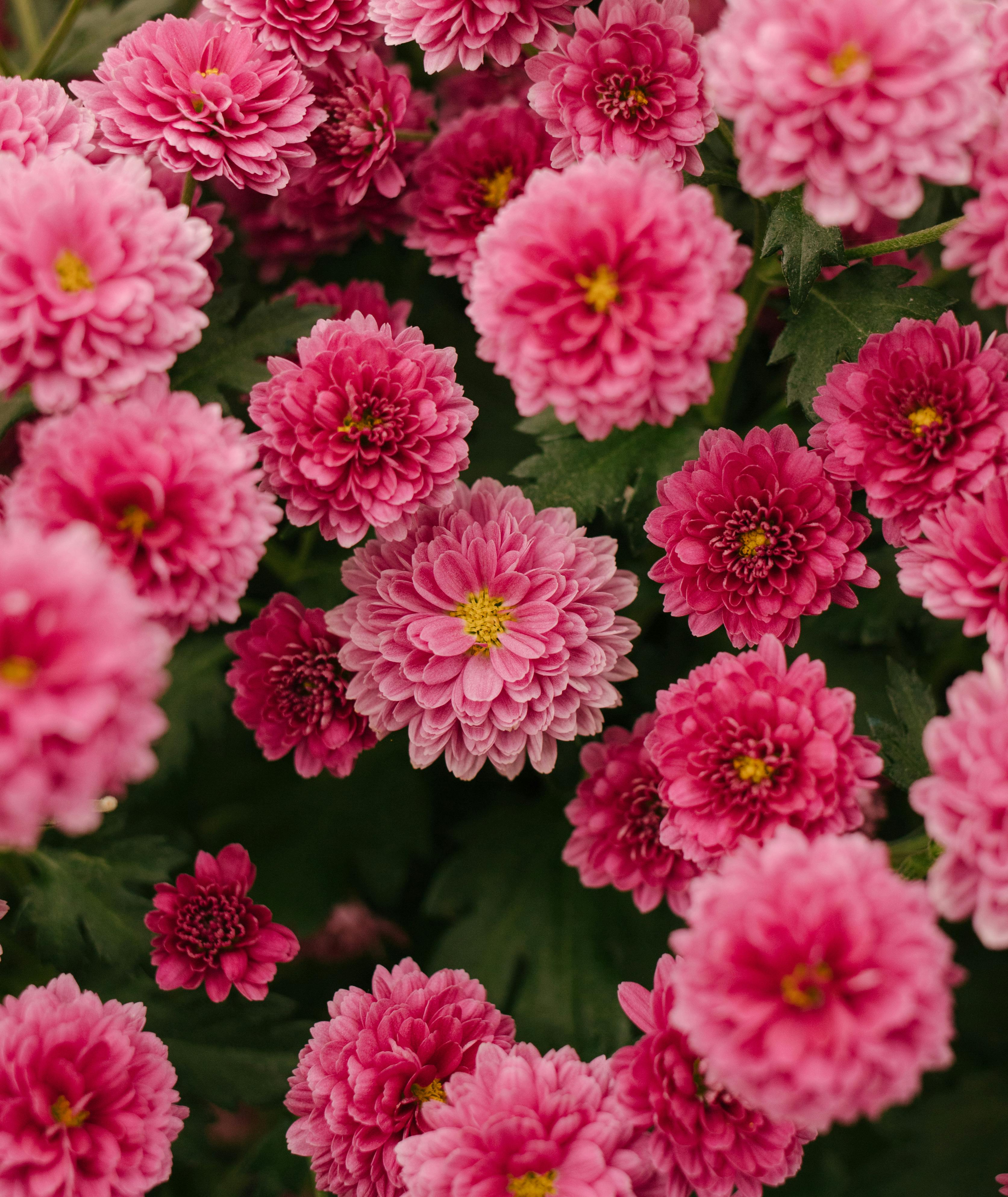 Bright pink chrysanthemums in full bloom, creating a vibrant display of nature's beauty.