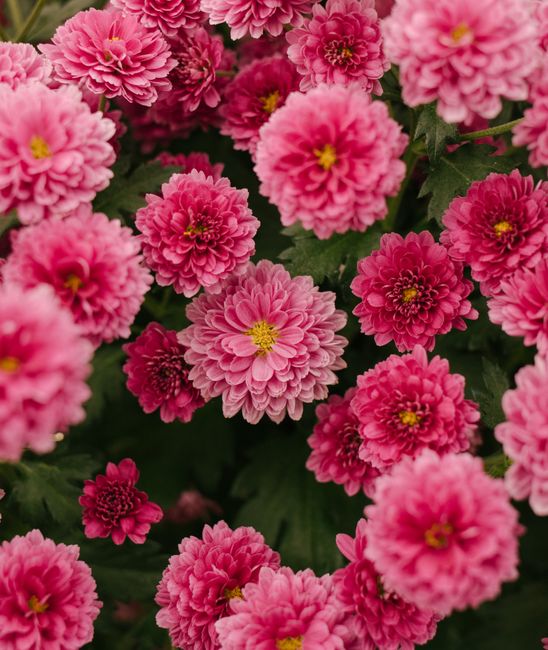Bright pink chrysanthemums in full bloom, creating a vibrant display of nature's beauty.