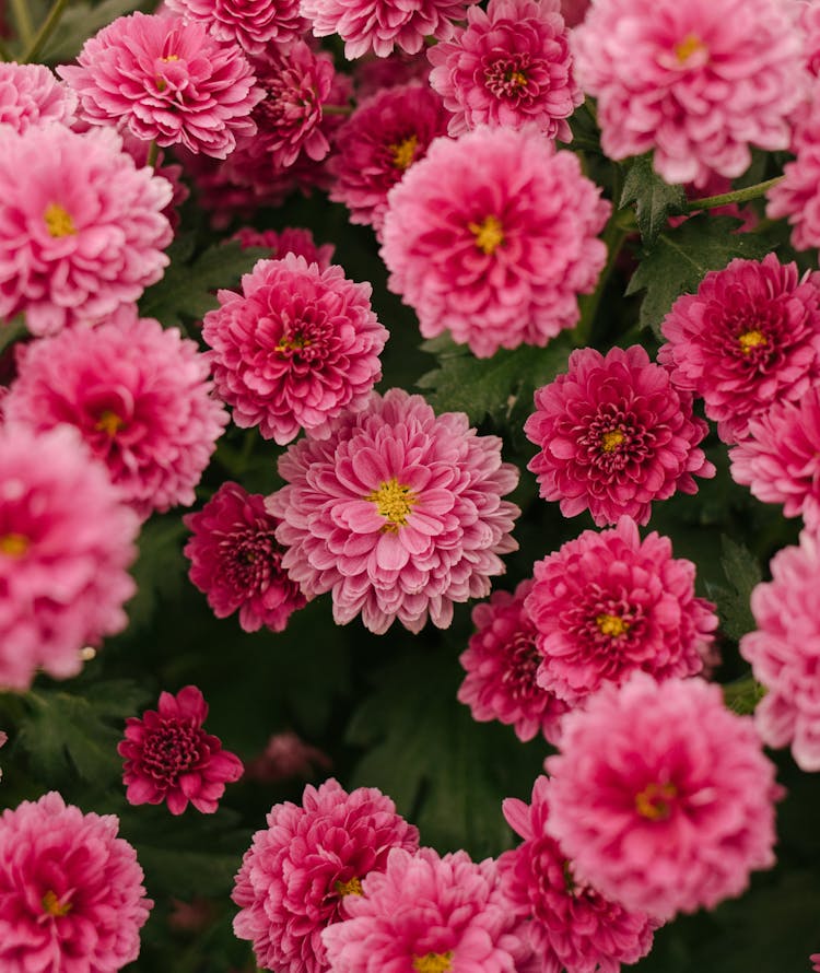 Pink Chrysanthemum Flowers