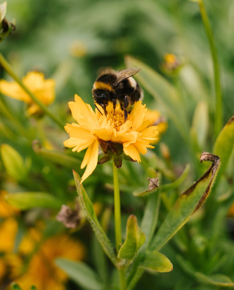 Bumblebee On A Flower