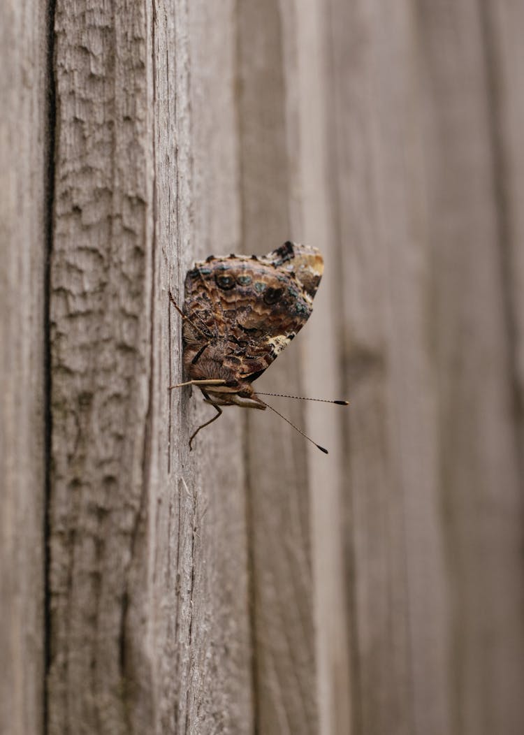 Moth On A Wooden Wall