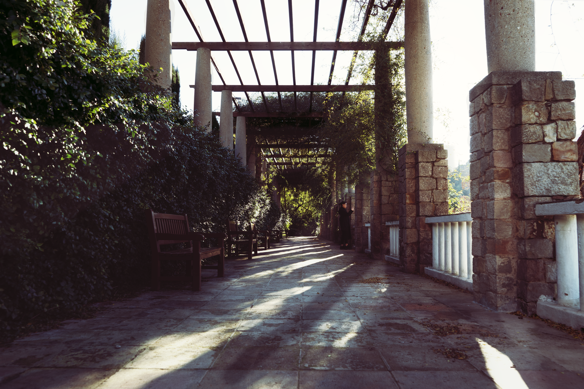 A peaceful park pathway lined with benches and lush ivy under a pergola.