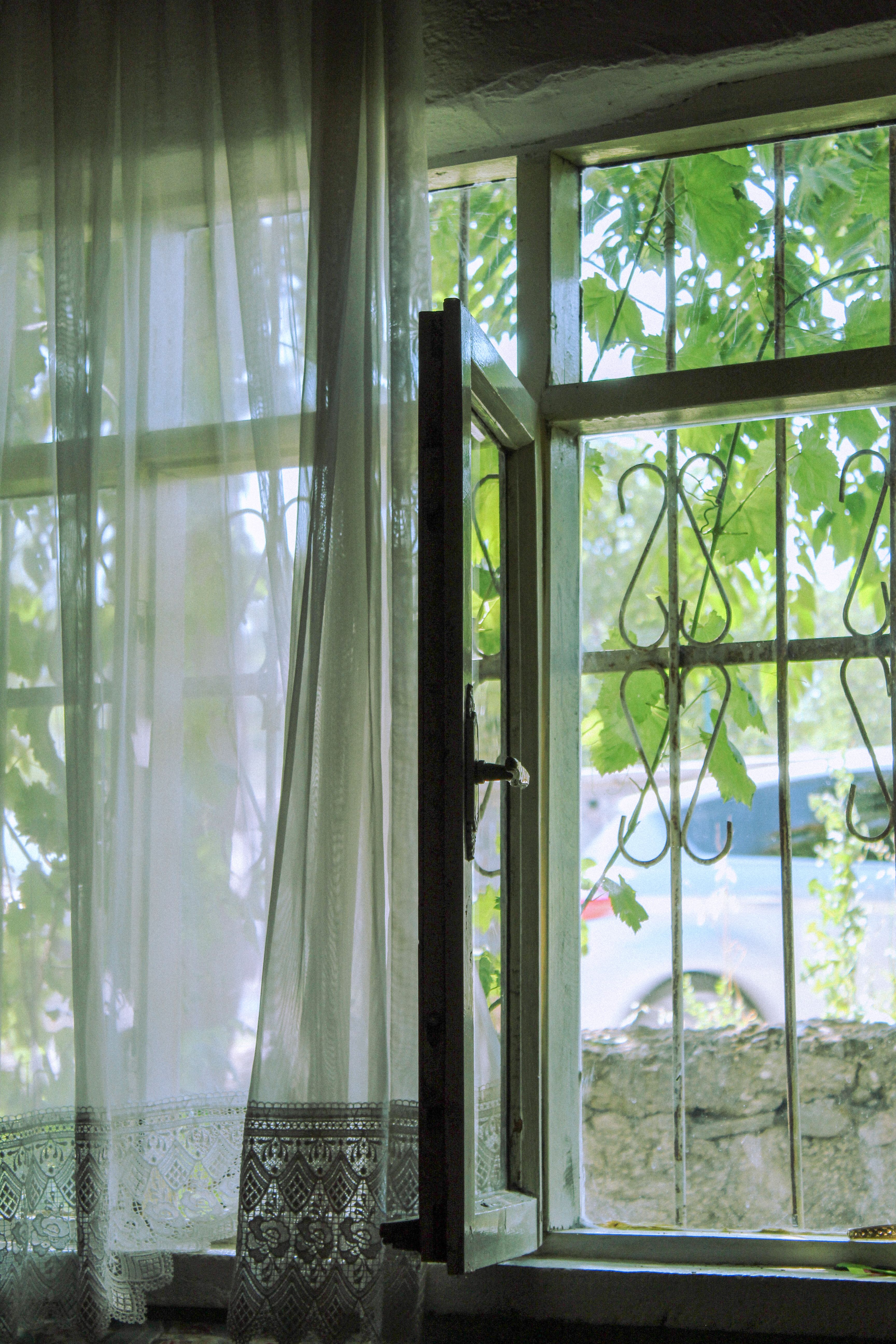 Tree Behind a Window · Free Stock Photo
