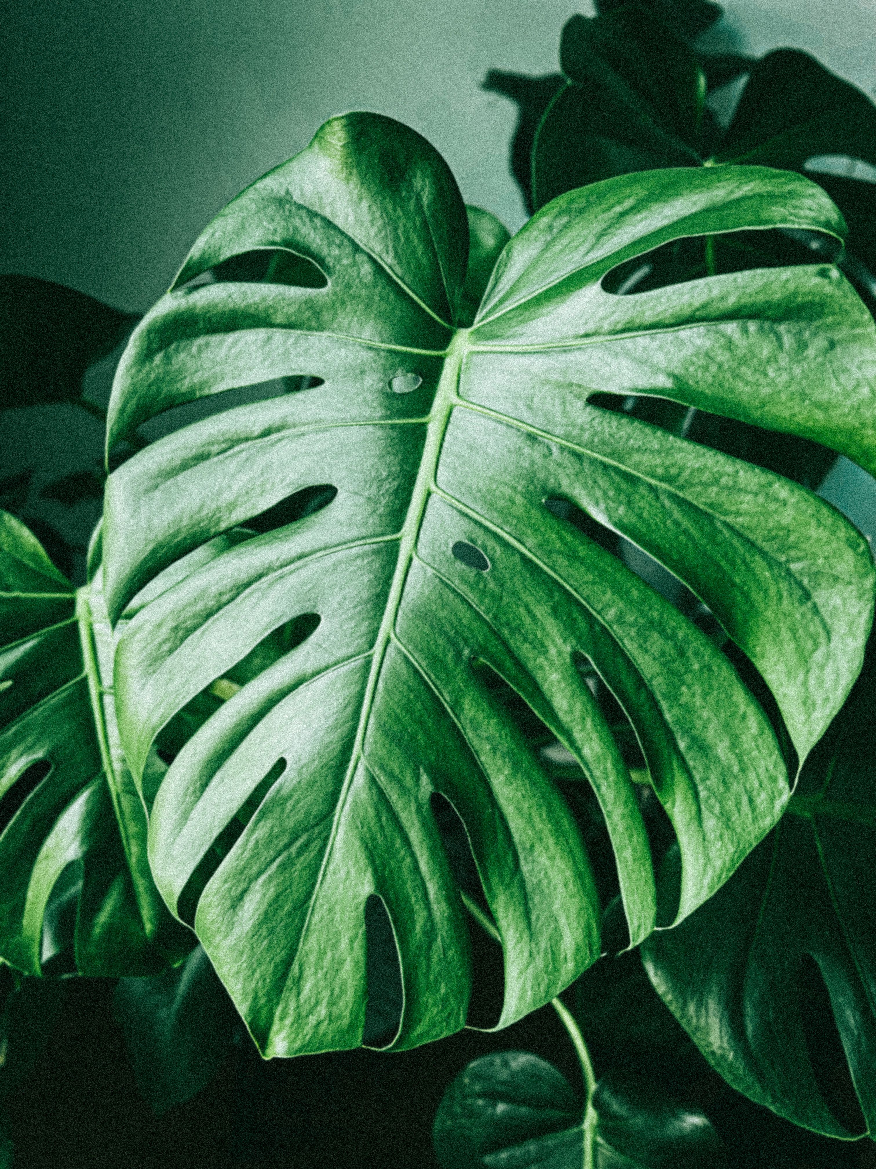 Vibrant monstera leaf in a detailed close-up, showcasing rich green foliage.