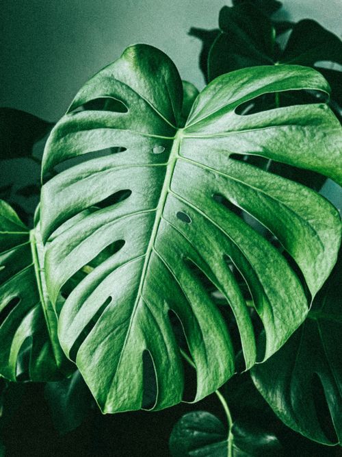 Monstera Adansonii