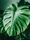 monstera