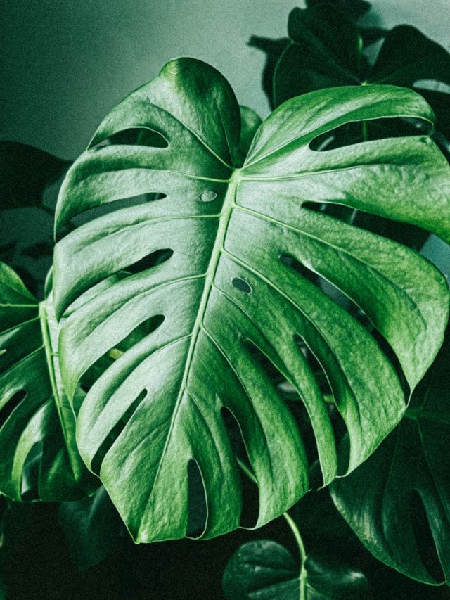 Big green monstera leaf