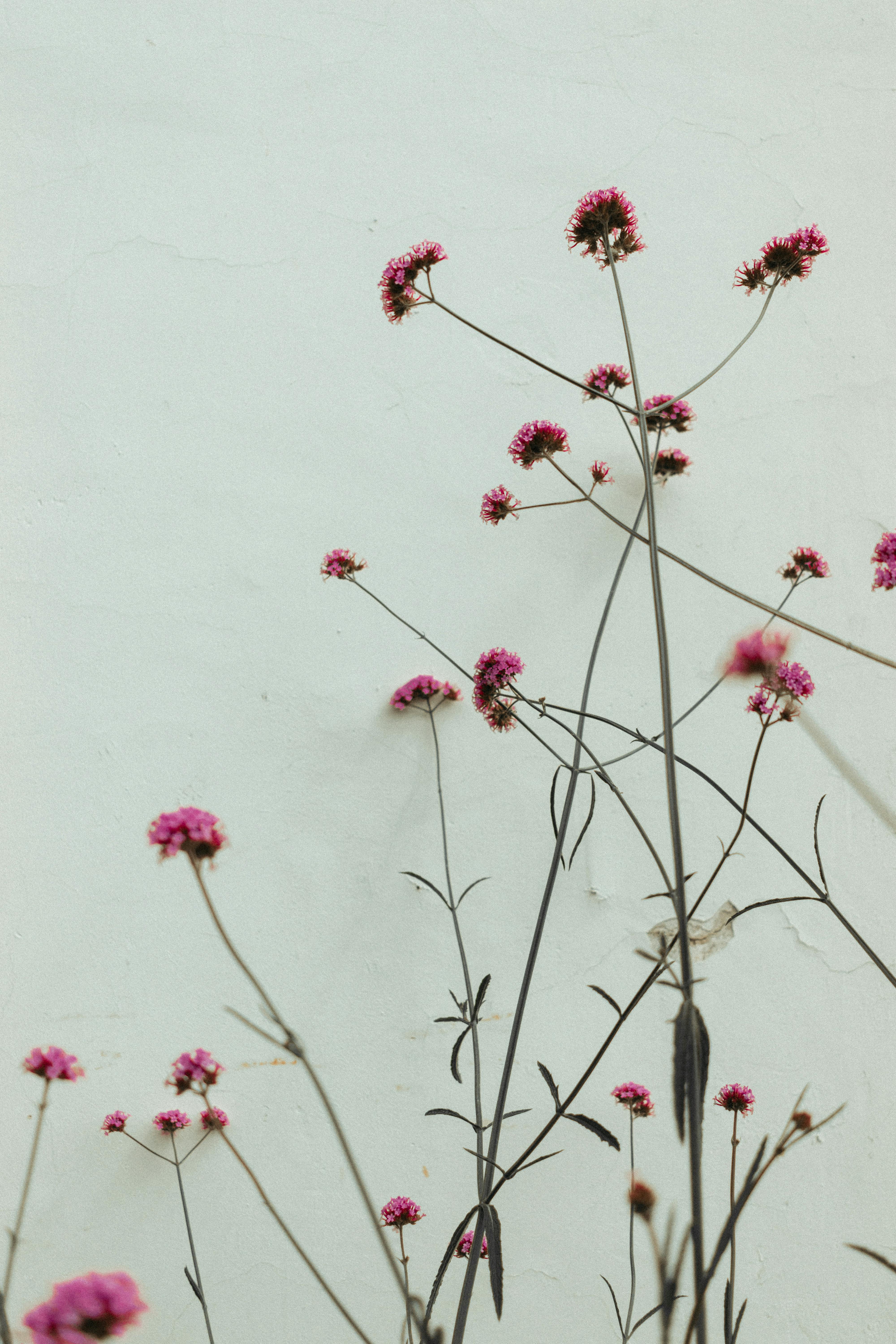Elegant vertical shot of wildflowers against a pale background, showcasing minimalist nature.