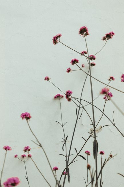 Elegant vertical shot of wildflowers against a pale background, showcasing minimalist nature.