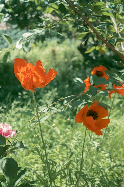 Darmowe zdjęcie z galerii z czerwony, kwiaty, mak
